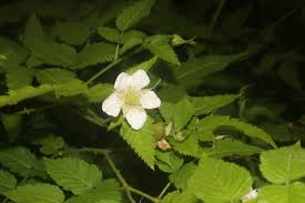 Image result for Rubus rosifolius