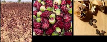 Image result for Hibiscus nigricaulis