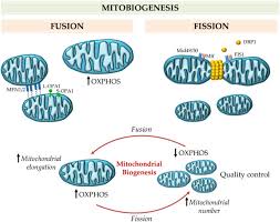 Mitochondrial Dynamics And Nonalcoholic Fatty Liver Disease Nafld New Perspectives For A Fairy Tale Ending Metabolism Clinical And Experimental