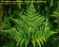 Image result for Pteridium aquilinum