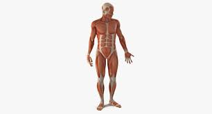 Anatomy Male Muscular Rigged Model Man Anatomy 3d Model 3d Anatomy