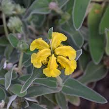 Image result for Phlomis fruticosa