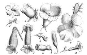 Image result for Gesneriaceae