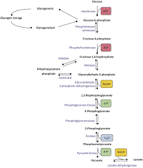 Glycolytic Enzyme An Overview Sciencedirect Topics