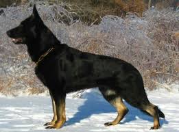 Bi Colored German Shepherd Alman Coban Kopekleri Kopek Coban Kopekleri