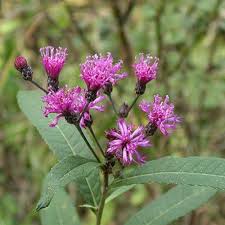 Image result for Vernonia hirsuta