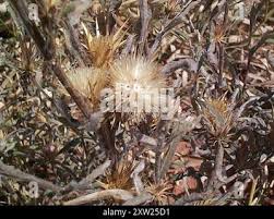 Image result for Dicoma tomentosa