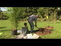 Maybe you would like to learn more about one of these? Planter Le Bambou Conseils Techniques Truffaut Youtube