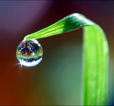 книга синий и желтый не дают зеленый читать онлайн Hooponopono Kartinki Simvoly Pticy