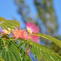 Image result for Albizia isenbergiana