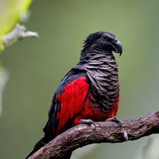 Image result for Perotis patens