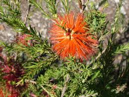 Image result for Melaleuca lateritia