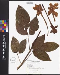Image result for Tanaecium