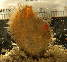 Image result for Blotiella sinuata