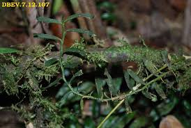 Image result for Angraecum moandense