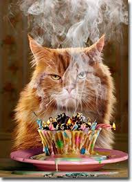 For Cats Only Ginger Cat Funny Birthday Card Funny Birthday Cards Birthday Humor Happy Birthday Funny