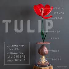 Giant paper flowers with stem. How To Make A Giant Paper Tulip