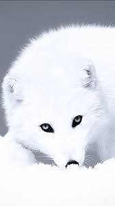 2560x1600 desktop fox wallpaper hd wallpapers background photos windows tablet artworks 4k high definition best wallpaper ever 2560ã1600 wallpaper hd. Arctic Fox Wallpaper Phone 720x1280 Wallpaper Teahub Io