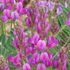 Image result for Dichapetalum edule