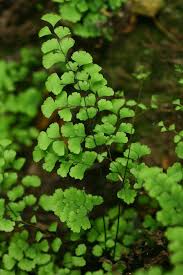 Image result for Adiantum capillus-veneris