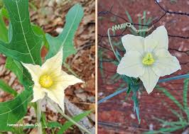 Image result for Coccinia sessilifolia