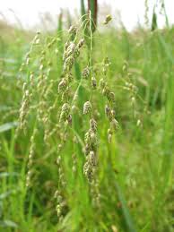 Image result for Glyceria