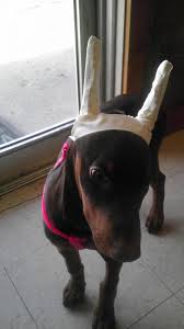 Lady The Runt Doberman Forum Doberman Breed Dog Forums