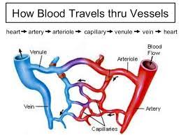 Circulatory System Circulatory System Circulatory System For Kids Circulatory System Projects