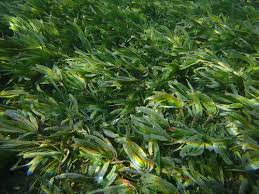 Image result for Thalassodendron ciliatum