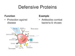 Proteins Proteins Make Up More Than 50 Of The Dry Weight Of Cells Ppt Download