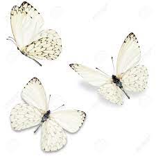 Selecione entre imagens premium de butterfly white background da mais elevada qualidade. Three White Butterfly Isolated On White Background Stock Photo Picture And Royalty Free Image Image 40372092