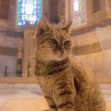 Gli The Hagia Sophia Cat Hagiasophiacat Instagram Posts Videos Stories On Picoji Com To Warm Your Hearts A Coup Cats Kitten Breeds Outdoor Cat House