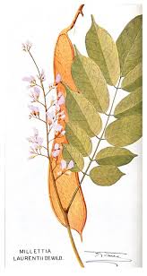 Image result for Millettia eetveldeana