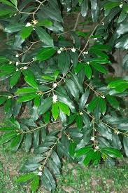 Image result for Mascarenhasia