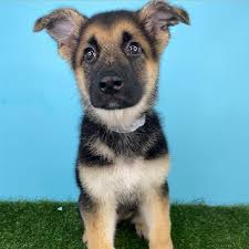 Maybe you would like to learn more about one of these? German Shepherd Puppies For Sale Renton