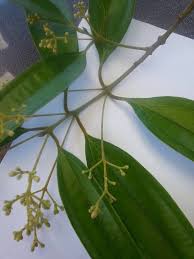 Image result for Cinnamomum verum