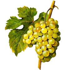 Himrod Table Grape Vine Grapes Grape Vines Growing Grapes