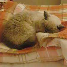 mia yataga yatmis da uykuya gecmis bile horlamasini duymaniz lazim insani rahatsiz etmeyen huzur veren tek horlama kedi horlamasi iyige cats animals