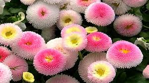 These are the search results for flowers. Colorful Flowers Hd1080p Youtube