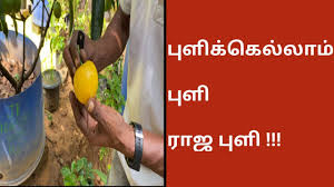 புளிக்கெல்லாம் புளி ராஜபுளி