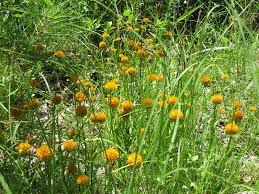 Image result for Polygala luteoviridis