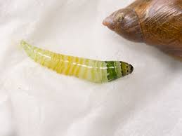 Leucochloridium paradoxum · iNaturalist