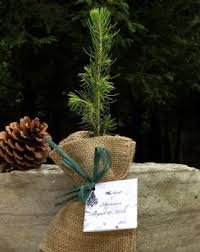 Tree Seedlings In Natural Burlap Favors Burlap Wedding Favors Tree Seedlings Rustic Fall Wedding Favors