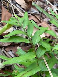 Image result for Lindsaea ensifolia