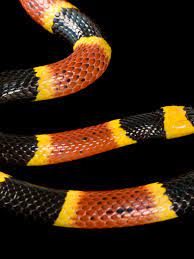 Eastern Coral Snake National Geographic