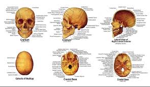 3 skull continued **fontanels in the skull are the unossified remnants of the membranes in newborns. Ronten Human Skull Lifesize Medical Anatomy Anatomy Adult Model With Detachable Skull Cap And Movable Mandible Full Set Of Teeth 7 5 X 4 5 Amazon De Business Industry Science