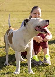 Bir Zamanlarin Dadi Kopekleri Pitbullar My Animals