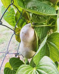 Image result for Dioscorea bulbifera