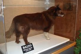 Balto The Sled Dog Cleveland Ohio Atlas Obscura