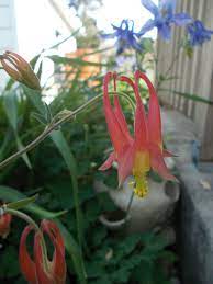 Pin On Wildflowers Of Kentucky
